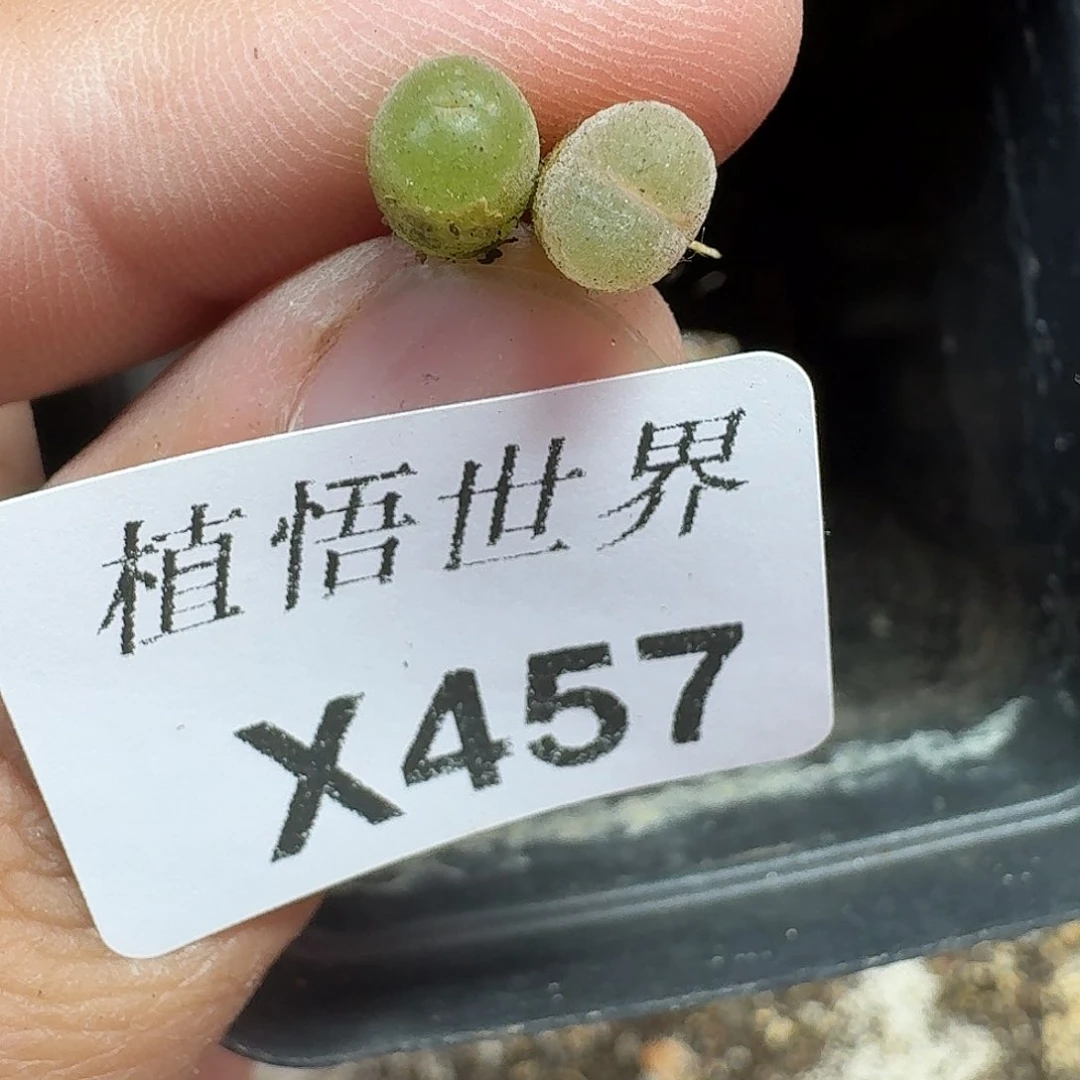 多肉植物的润泽额v