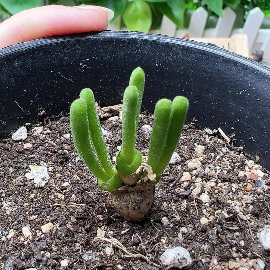 无花朵碧光环兔子………………