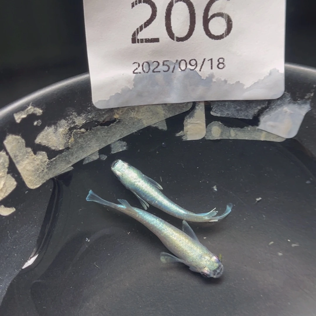 青鳉206玛利亚宽鳍一对