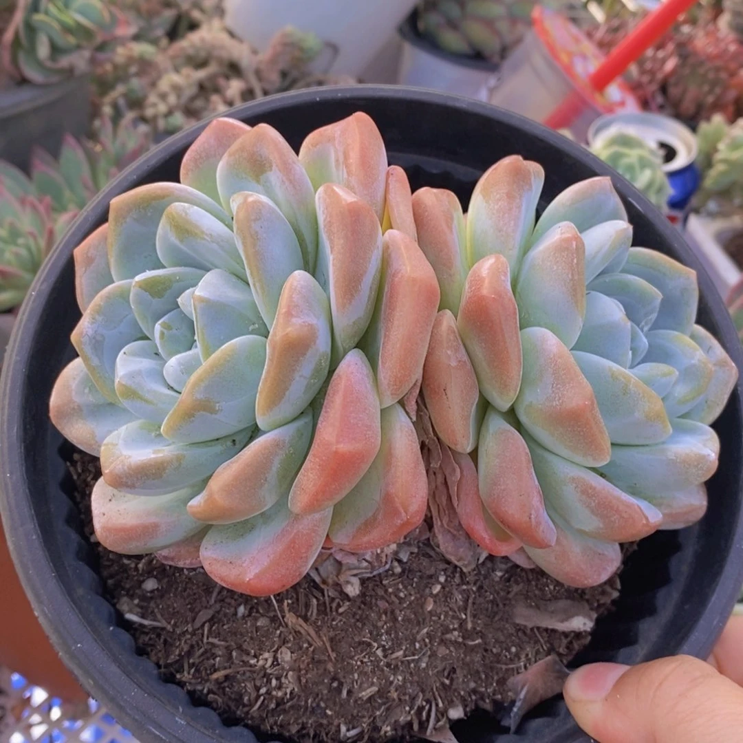 冰玉大双头起发，180杯