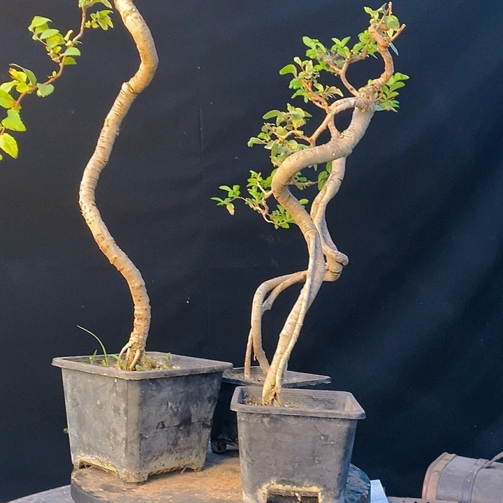 无花朵高提根小叶榔榆6年山货老桩