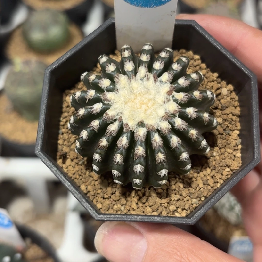 469实生奇特球带盆带土发货