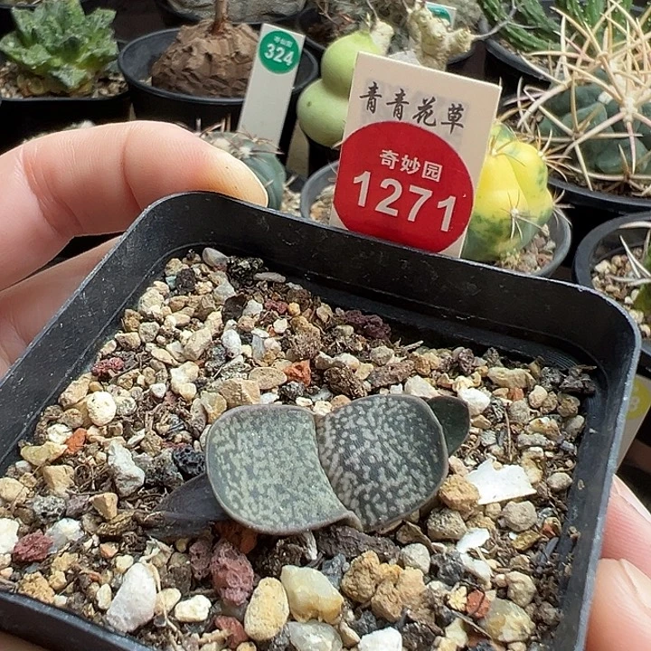 恐龙卧牛实生特价