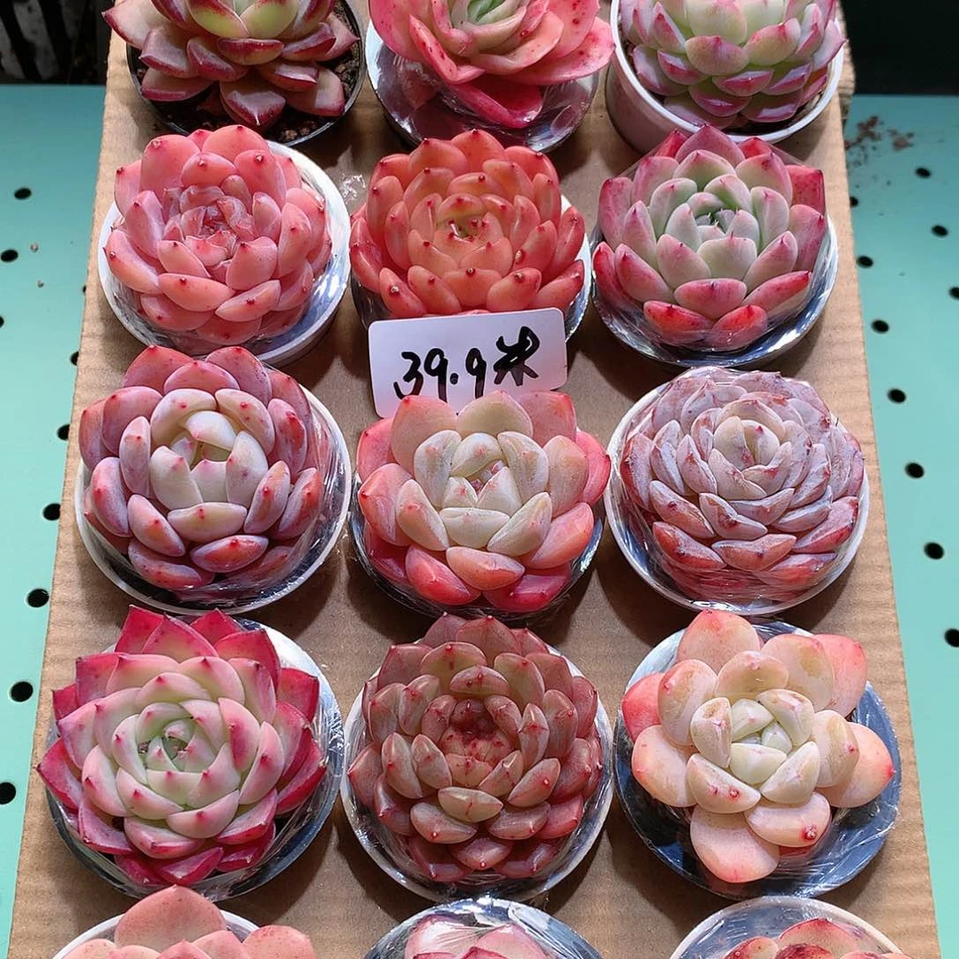 21-量拍39.9品质保证带盆18颗。