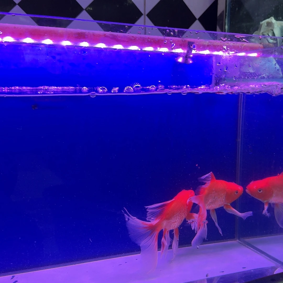 兜***-海水鱼蝴蝶鲤红色
