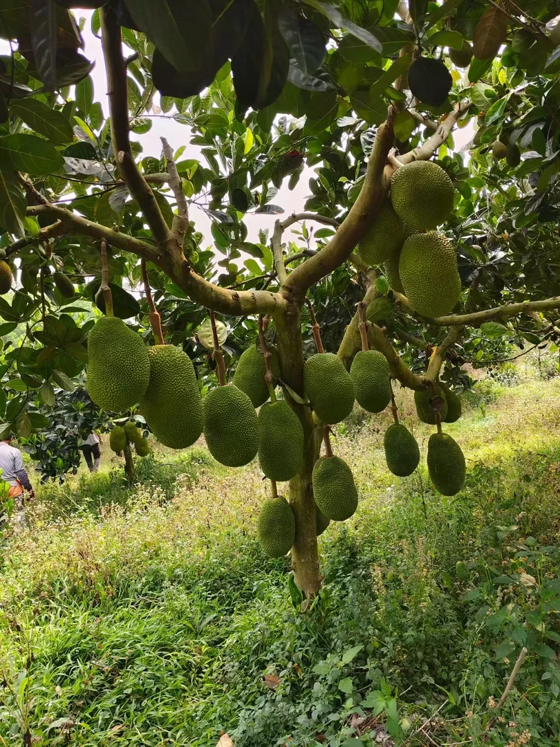 西双版纳大树菠萝香甜好吃新鲜称重包邮发货收到软后切开坏果包赔