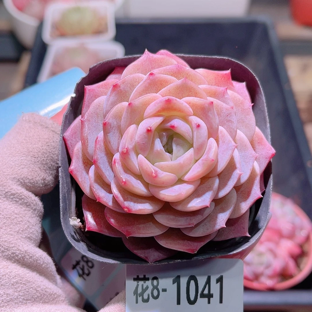 花利美8-1041纯爱