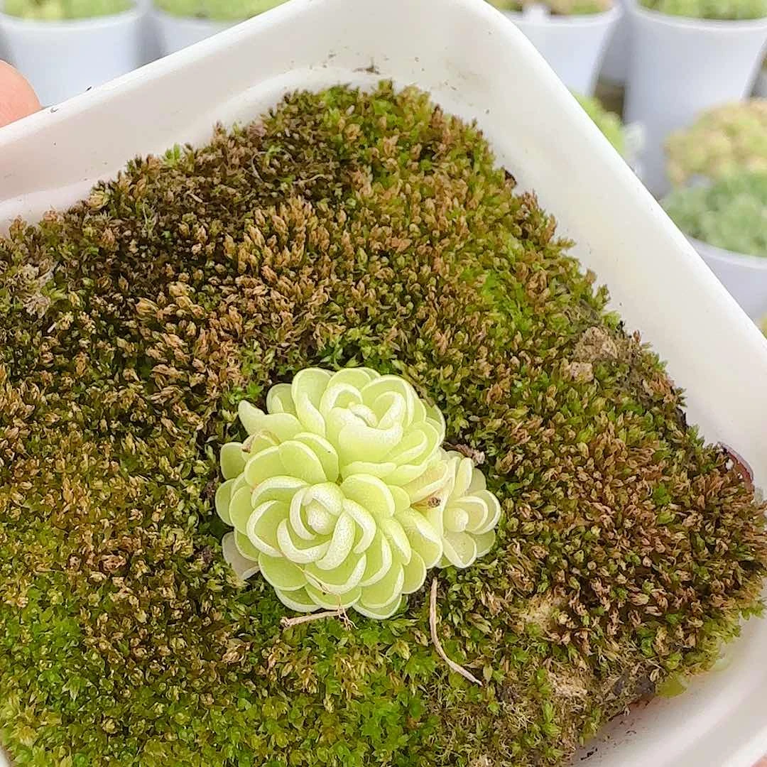 【闪购商品】0626-74爱丽丝