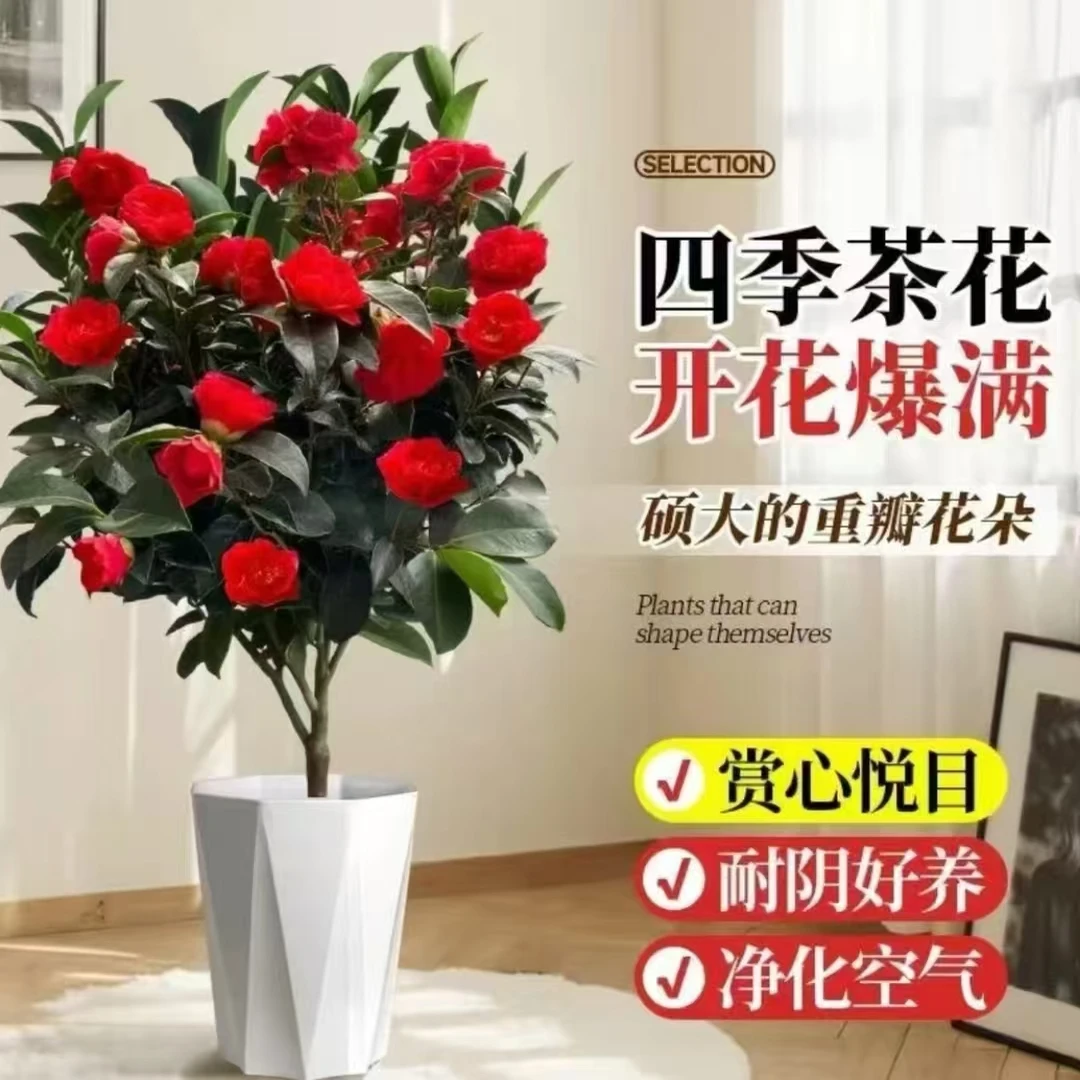 【土球带花苞70-90CM】茶花树苗盆栽带花苞四季开花好养山茶花苗