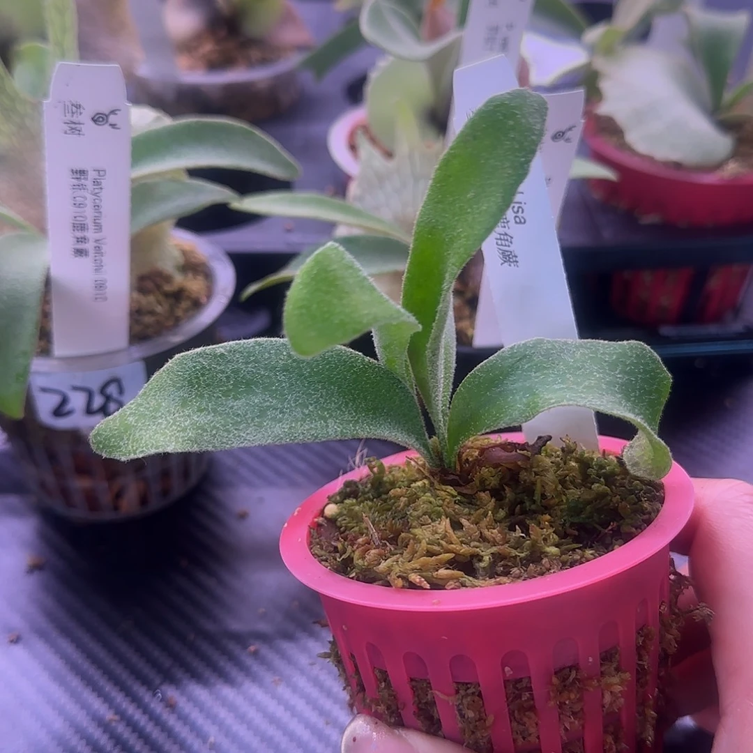 Lisa银鹿鹿角蕨孢子苗