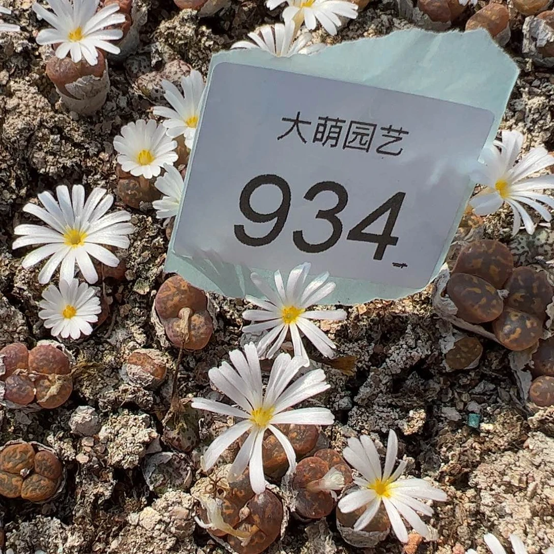 0000934量拍橙子帕迪勋章双头4颗