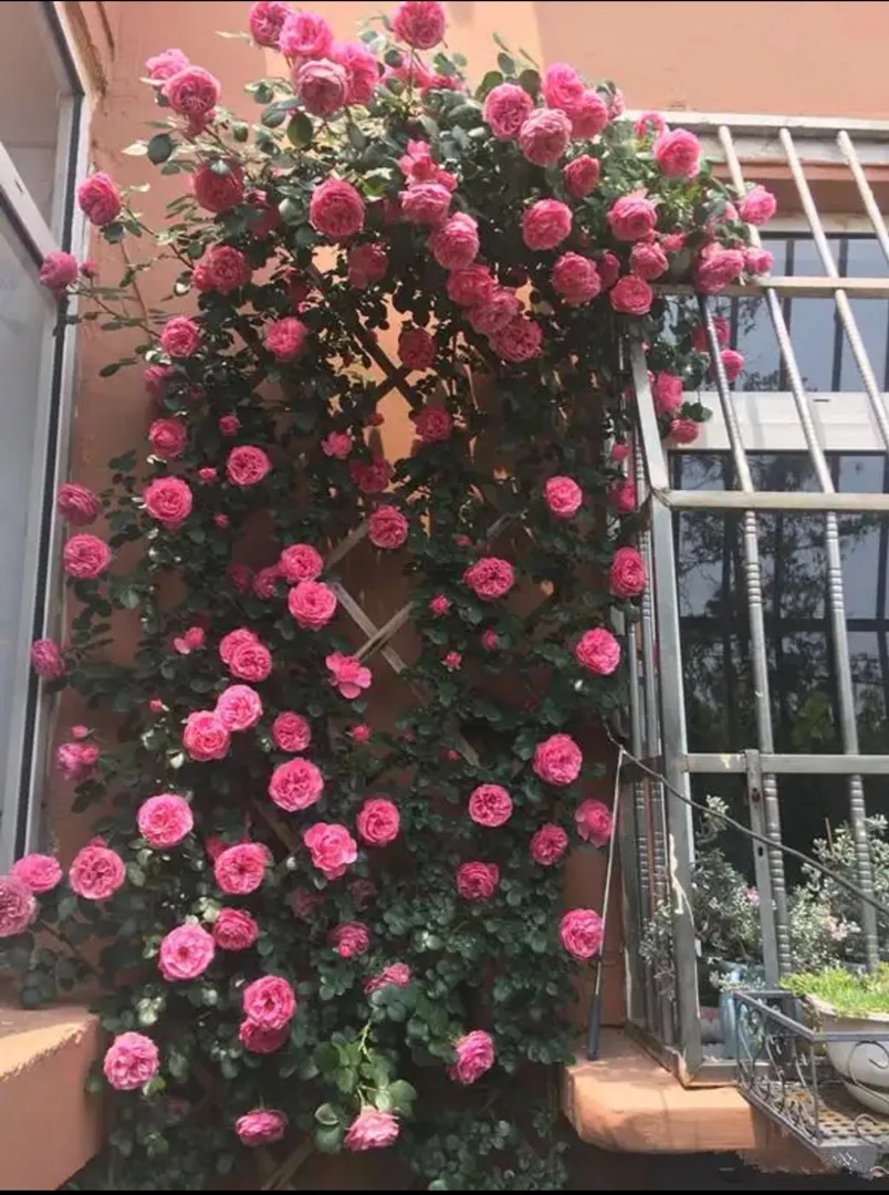 粉达月季花苗爬藤蔷薇玫瑰花卉