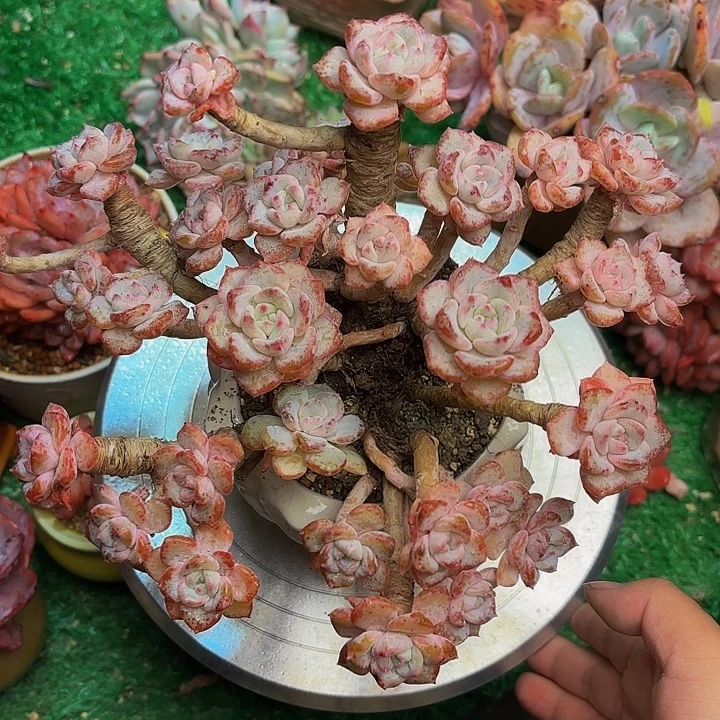 千山雪老桩 一物一拍