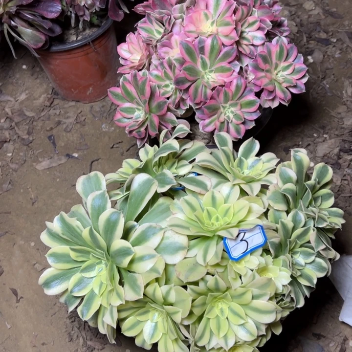 多肉植物两个断枝不包3