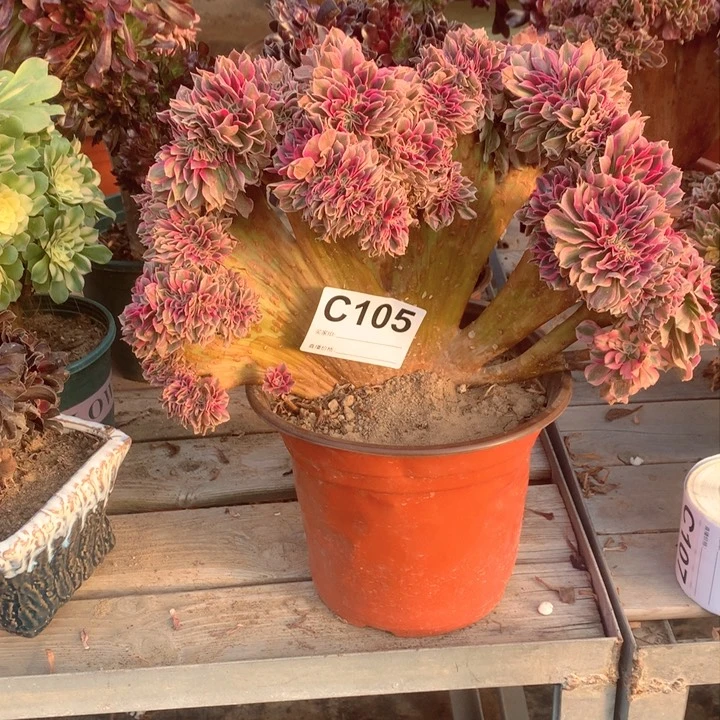 105粉女巫缀多肉法师