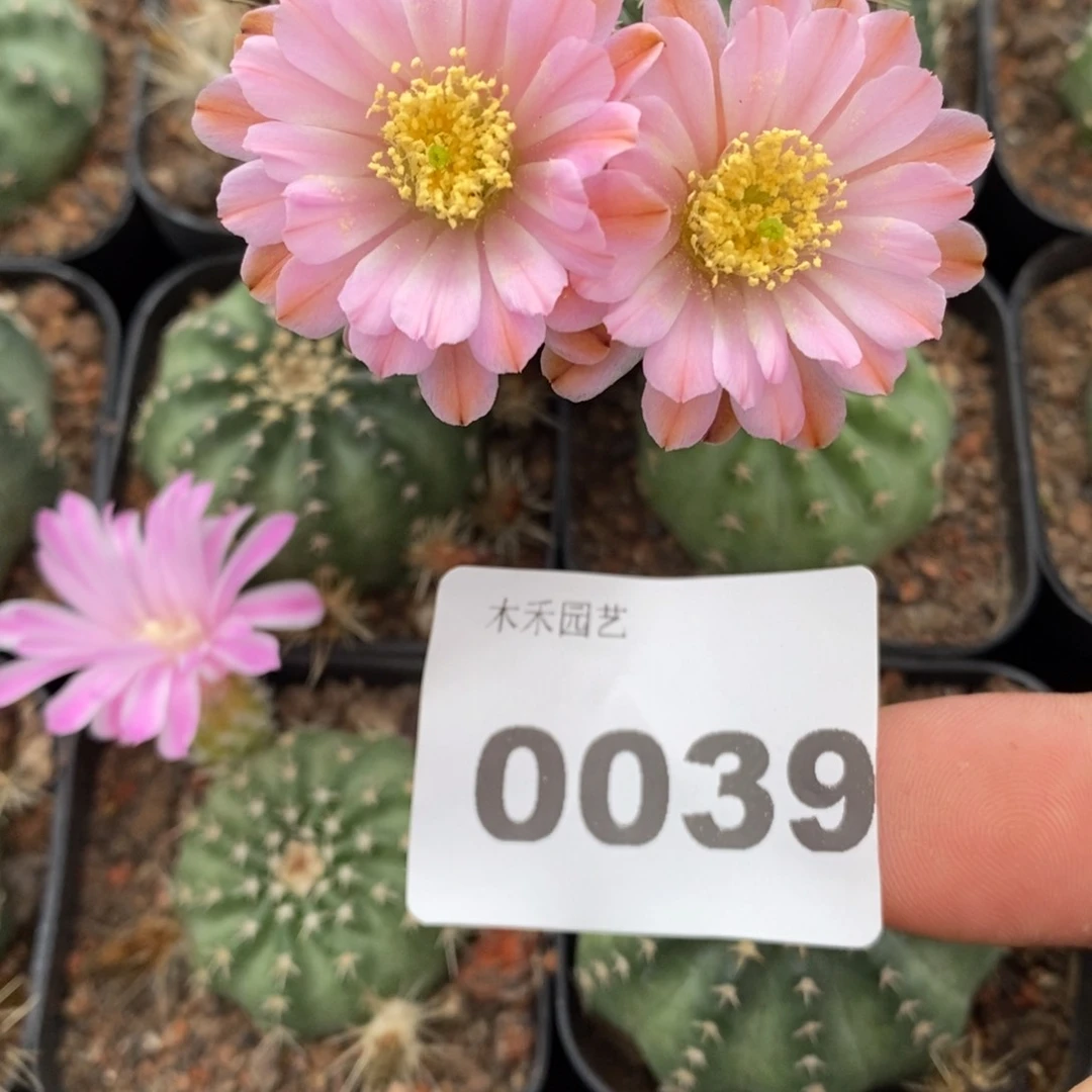 胡萝卜粉白重瓣自根明石虾 0039