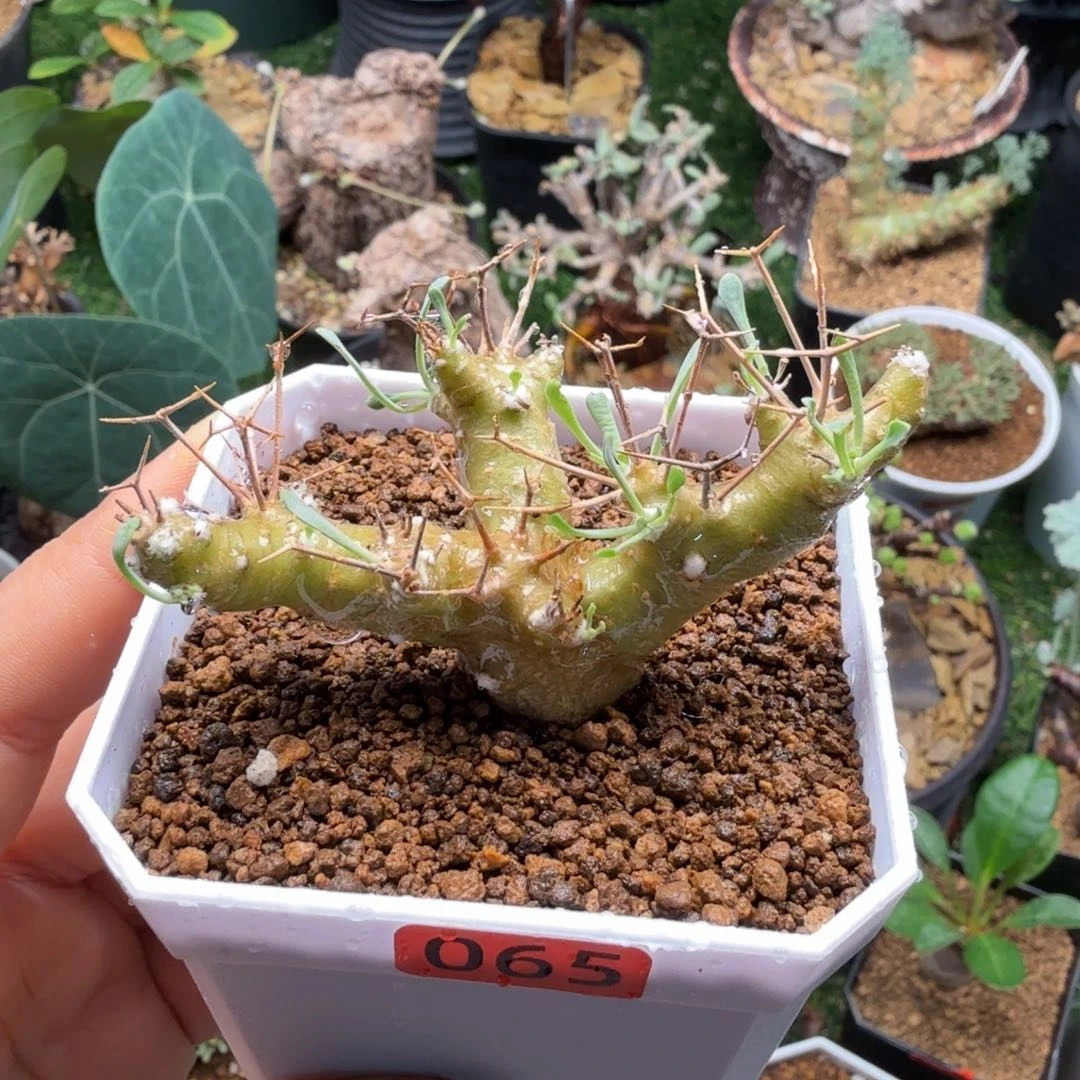 黑鬼殿065(胱土发)