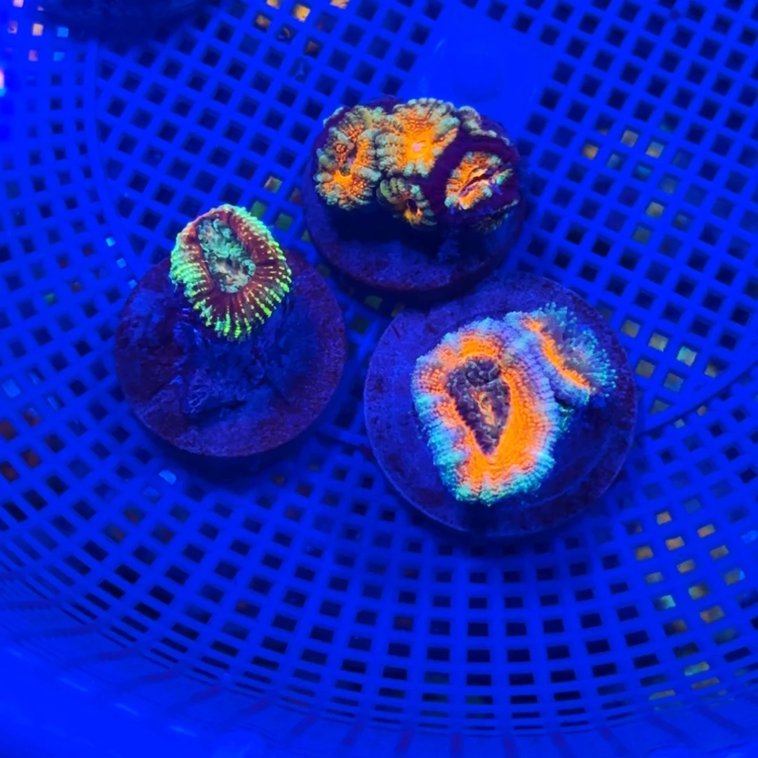 九***主纽扣珊瑚糖果脑套组