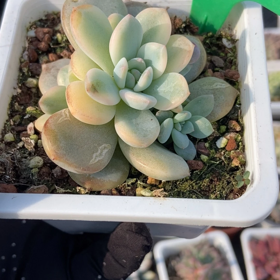 937梦露锦多肉植物