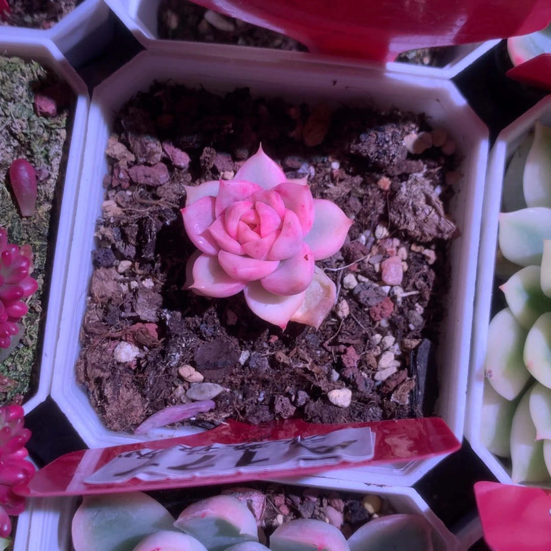 浪漫玫瑰覆轮锦有根