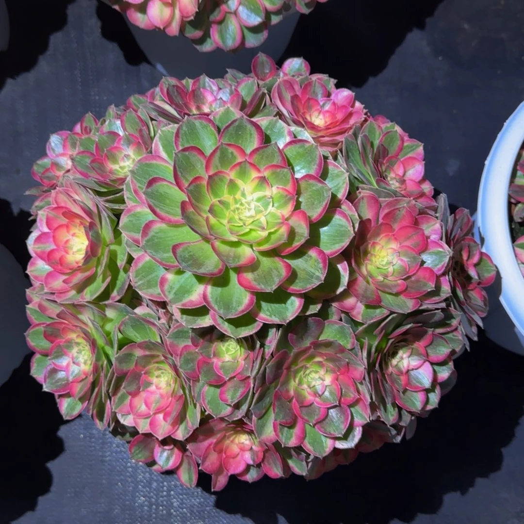 用***0玉芙蓉带盆发货物流到付