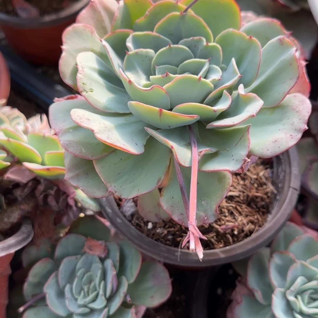 凤***翼无花朵奶油黄桃单头老桩