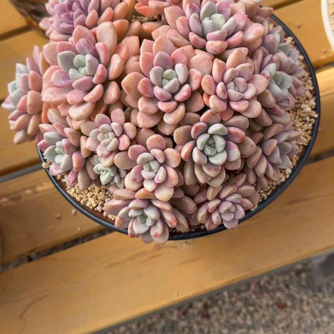 花瓣路多肉植物链接