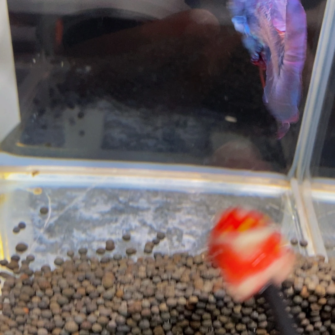 斗鱼428巨斗11111