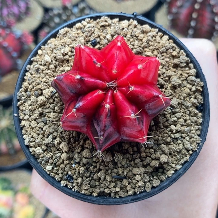 ?****?专拍的 米哈仙人球