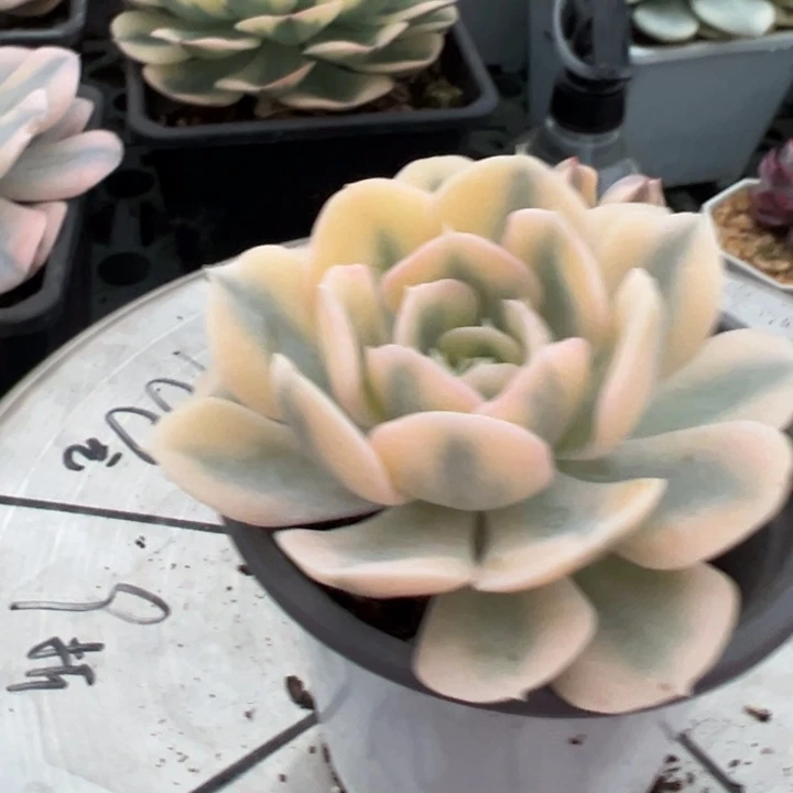 科***拉卢氏锦一物一拍锦龙