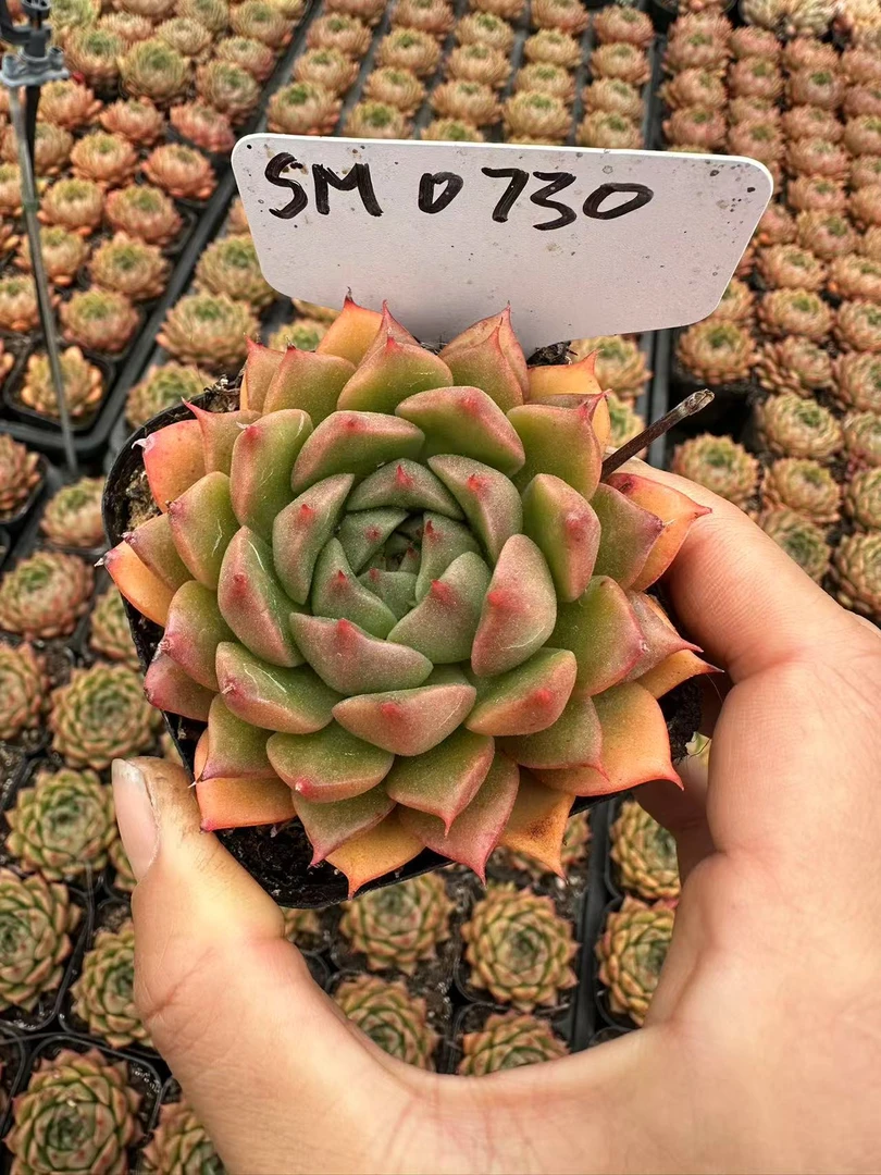 7#万花筒青春版多肉植物  前男友精品多肉SM730