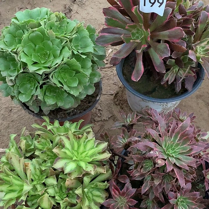 无花朵199四颗多肉植物组合