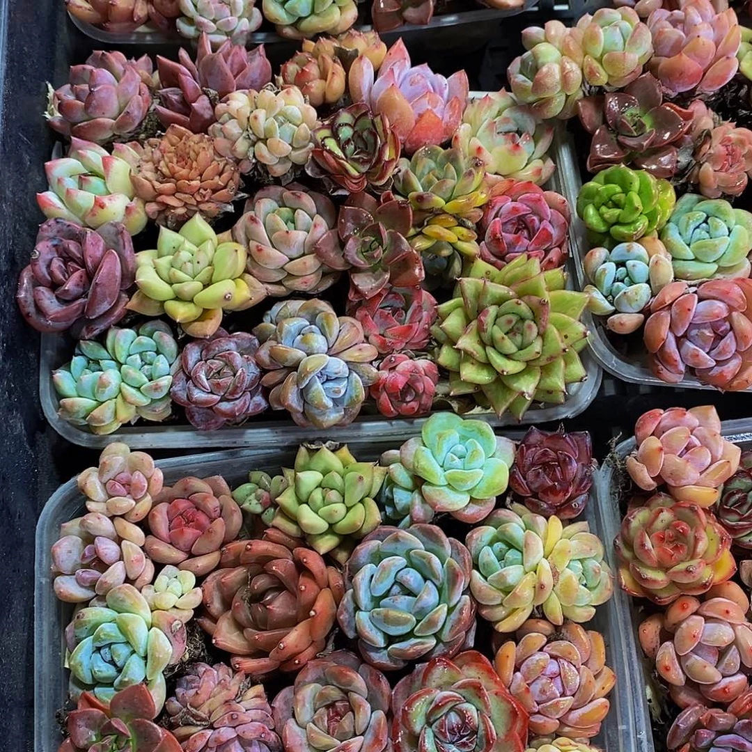 91-精品孤品小美肉一盒 20颗起