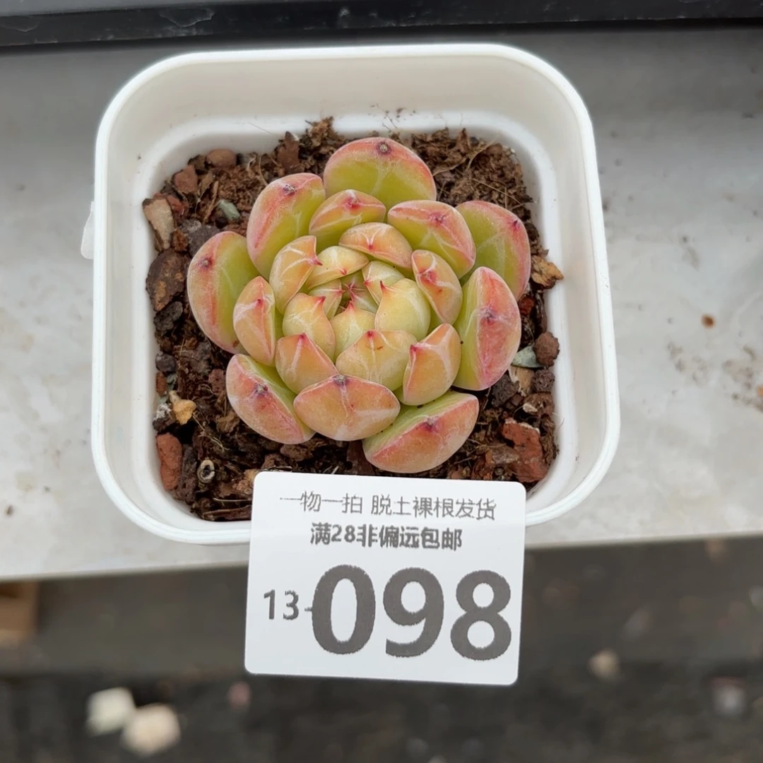 雪花珍妮带桩多肉多肉