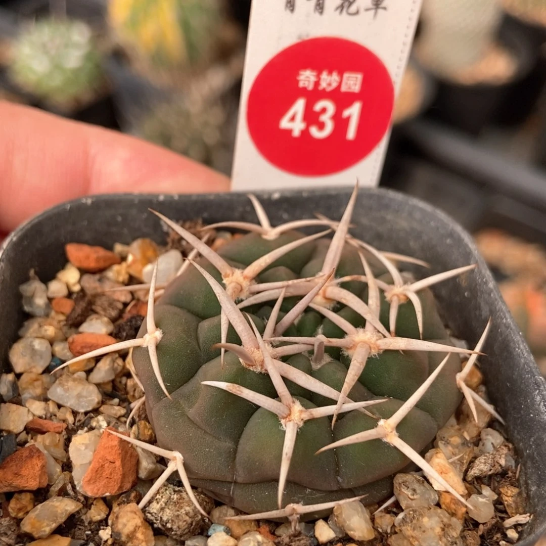 水牛角碧岩玉一颗，