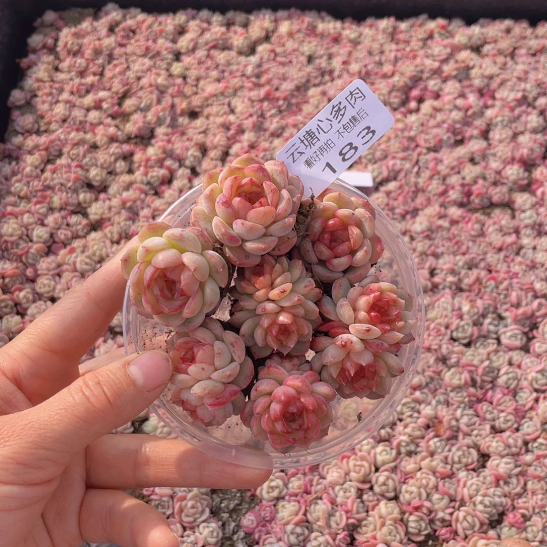 云糖多肉植物183