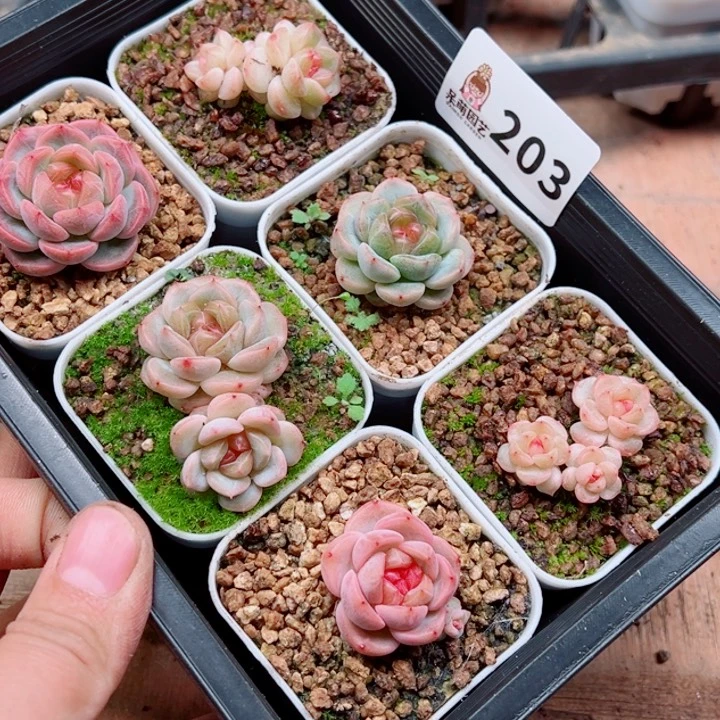 用***4多肉植物多肉植物