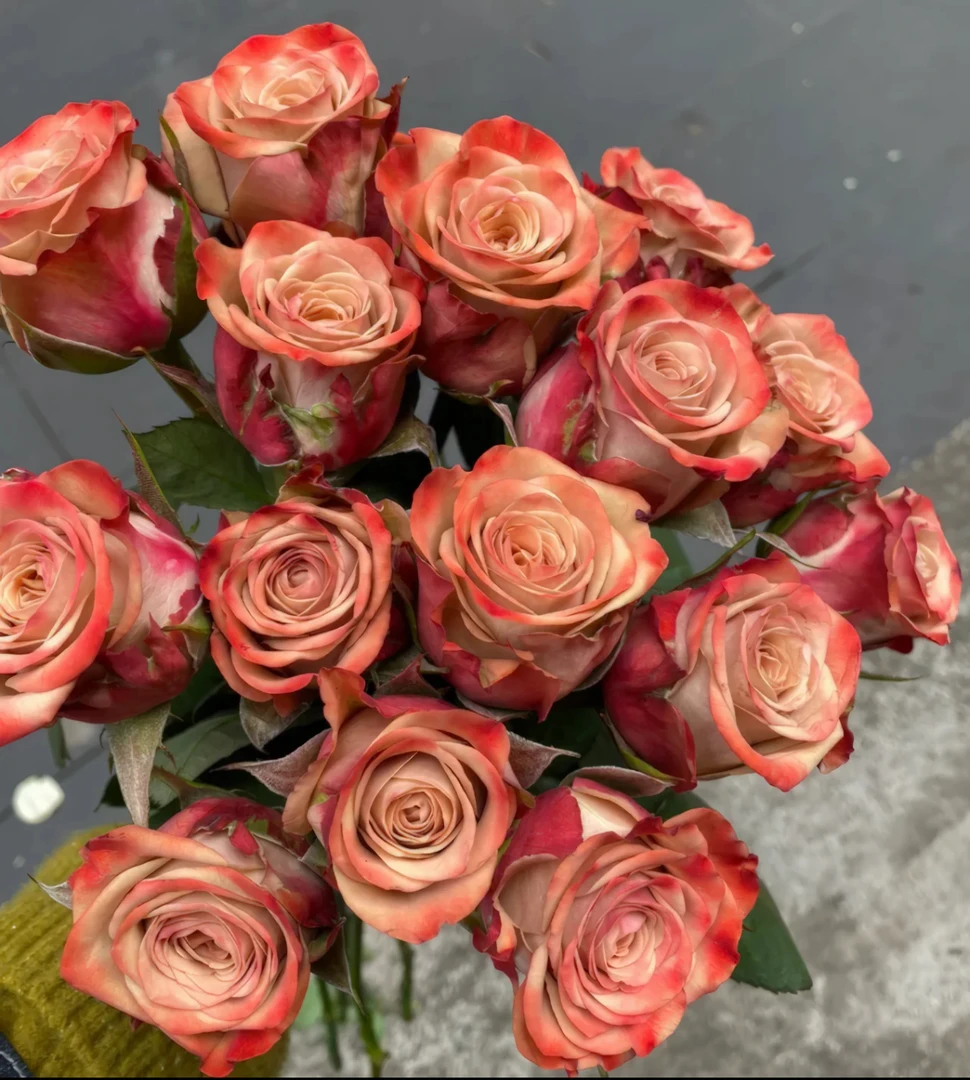 【卡布奇诺2-4个花苞】 独颗老桩切花 四季开花 室内外盆栽玫瑰花