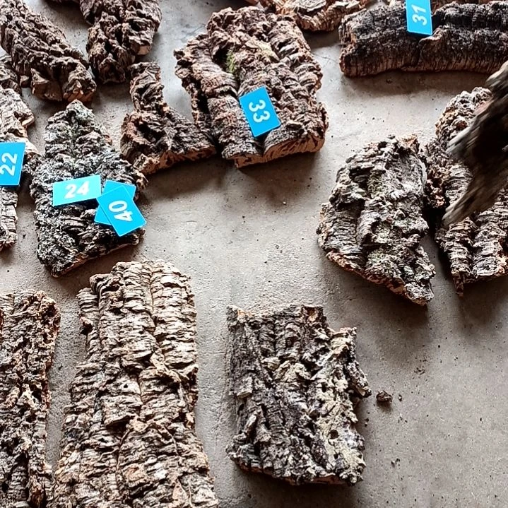 木一物一拍一物一发