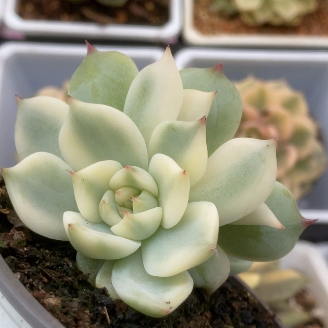 630锦锦锦锦锦锦锦