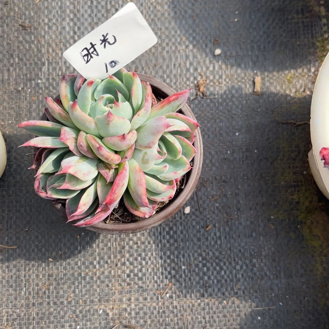 ?****?惊鸿多肉植物