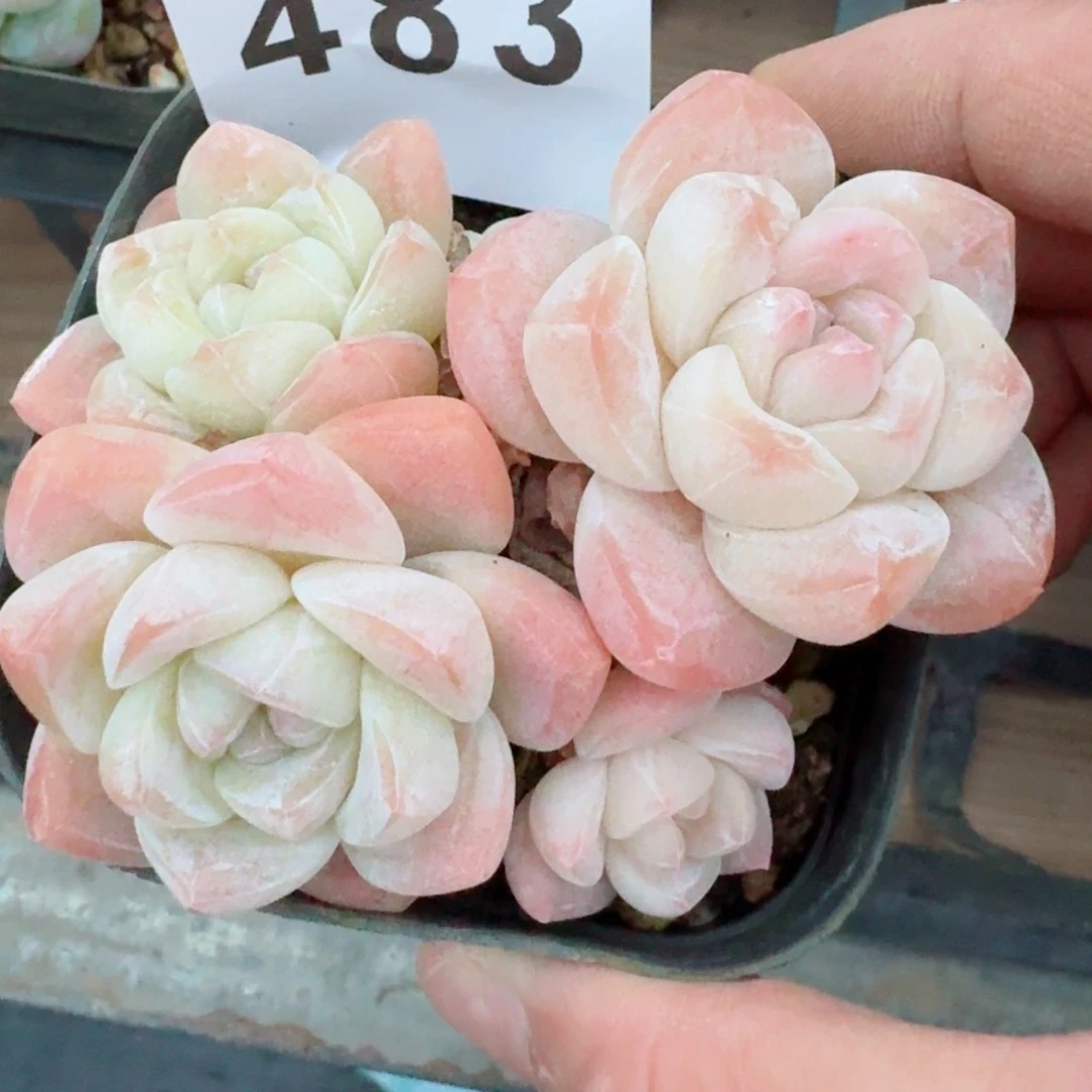 福利         精品多肉