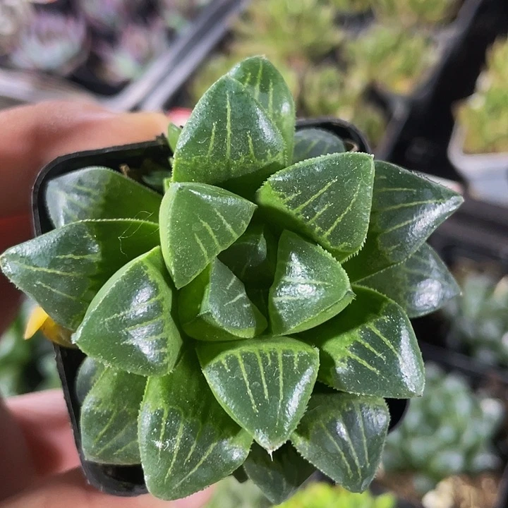 水晶寿带盆土发货