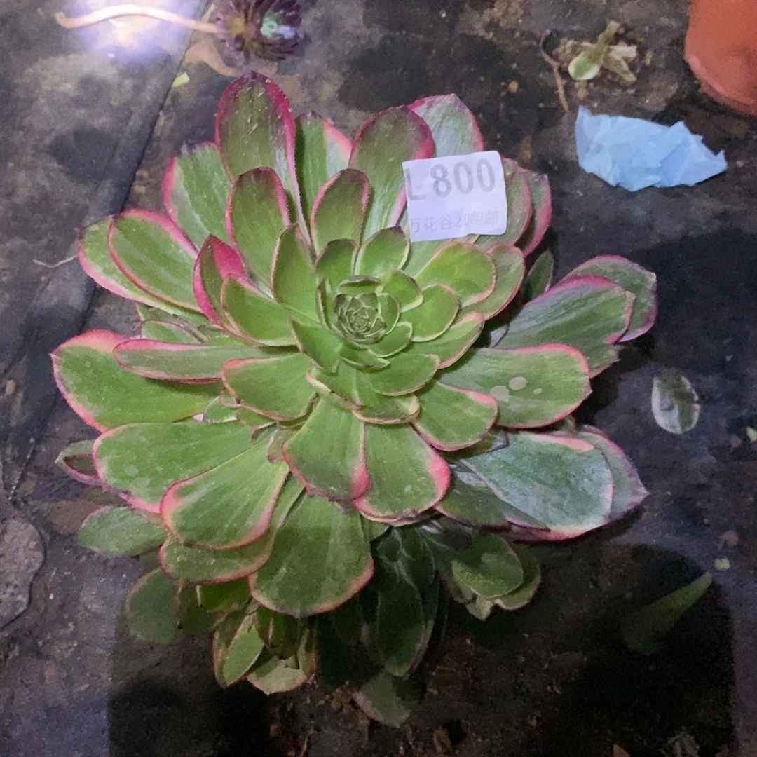 800粉花妖多肉植物