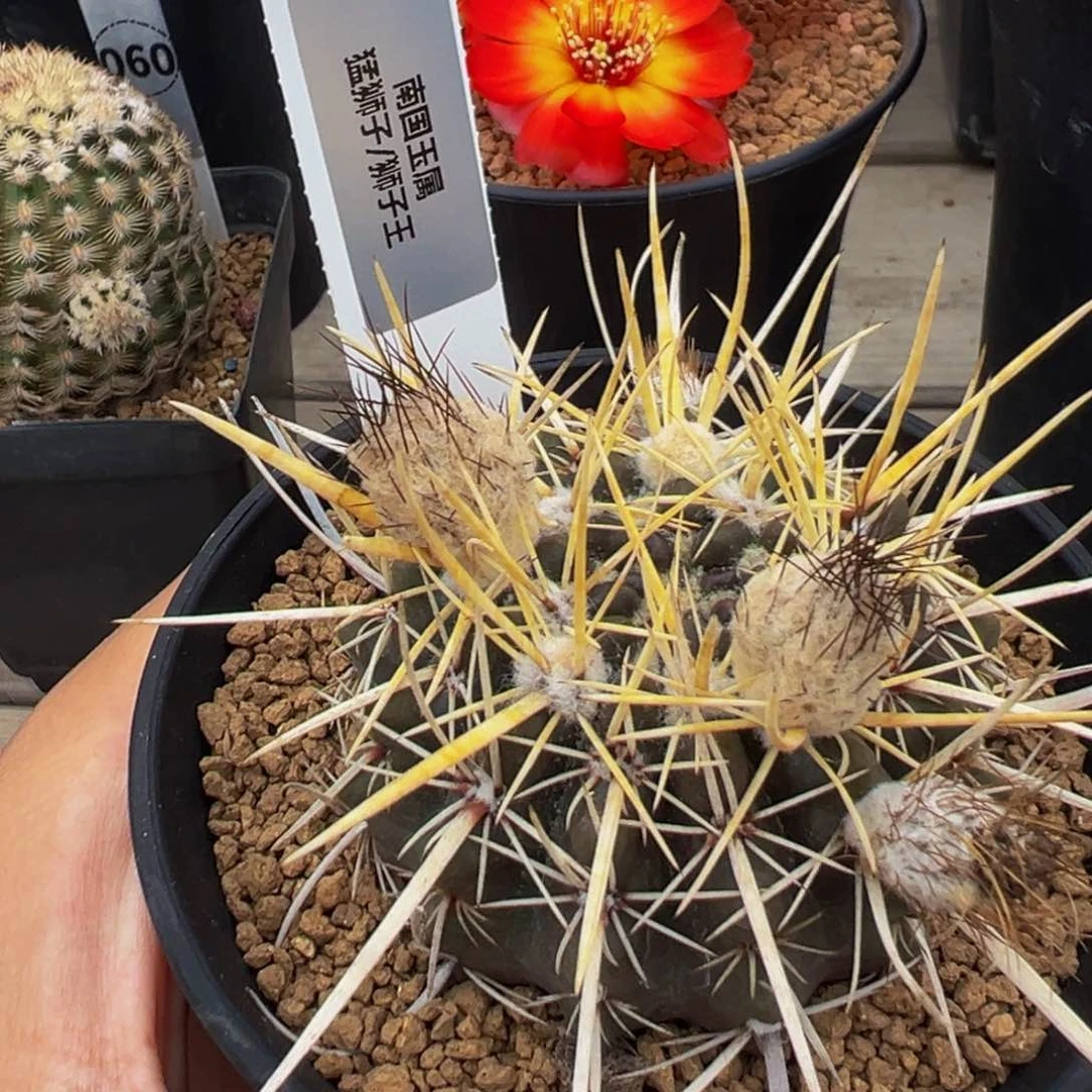 160实生根纸刺雄狮多肉植物