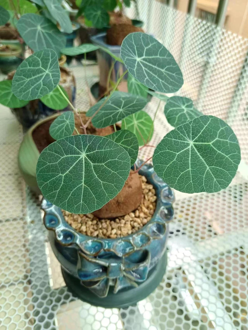 直播链接红藤垂吊圆叶山乌龟爬藤盆栽绿植客厅绿植盆栽室内红藤