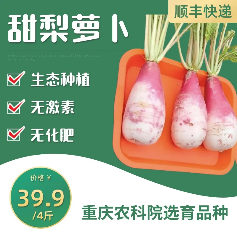 【甜梨萝卜】农场直发顺丰爽脆多汁自然成熟圆白萝卜