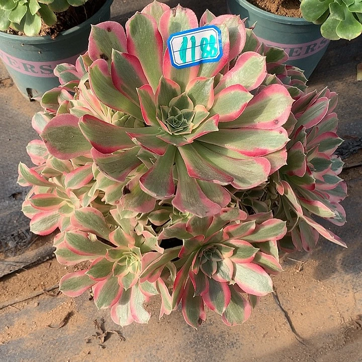 多肉植物布加迪1188