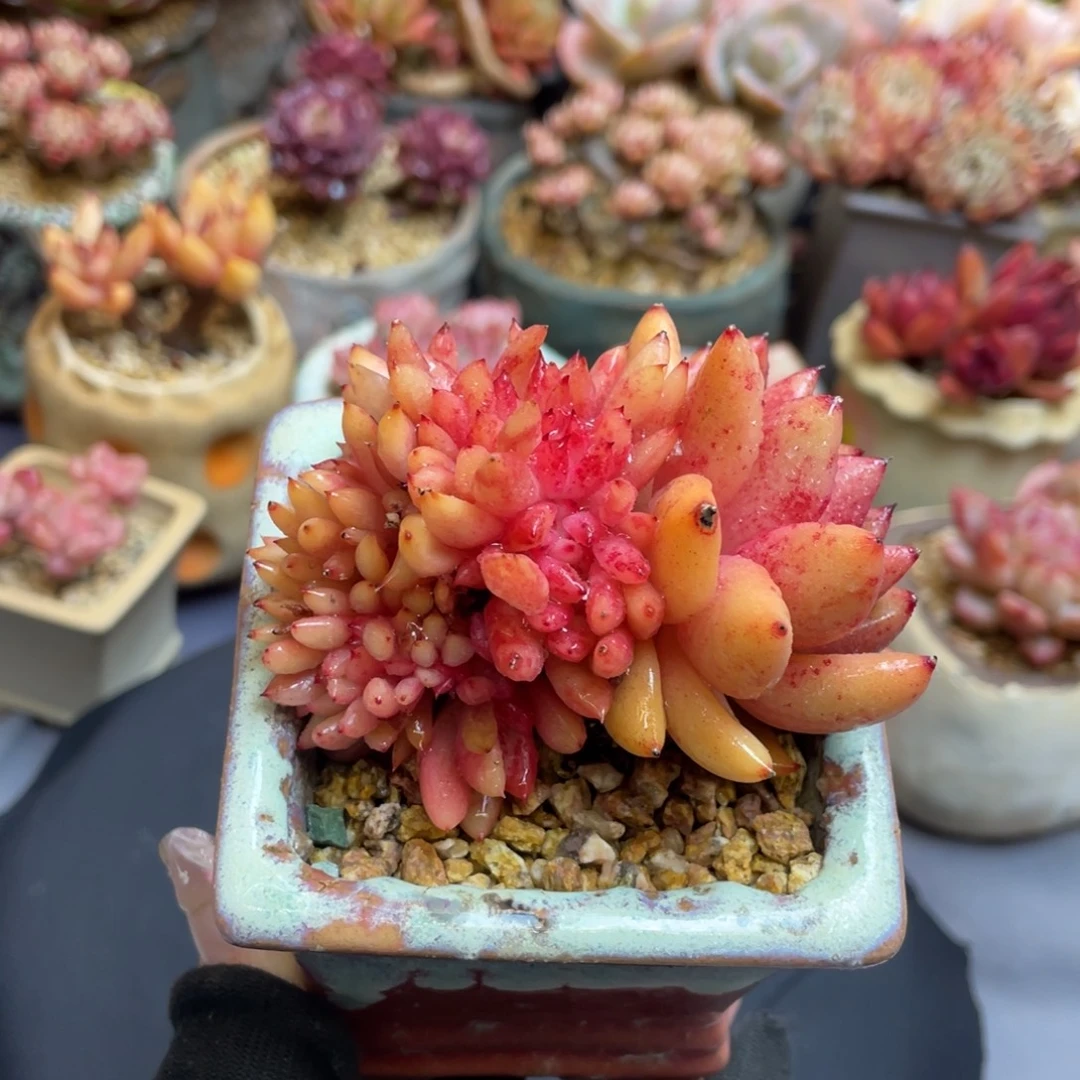 东云杂缀化带盆群