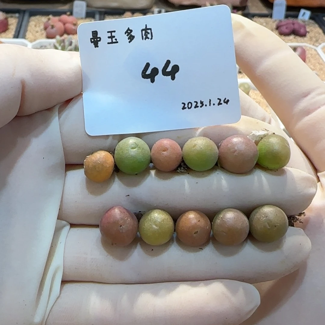 宇**-多肉多肉多肉1.24-044